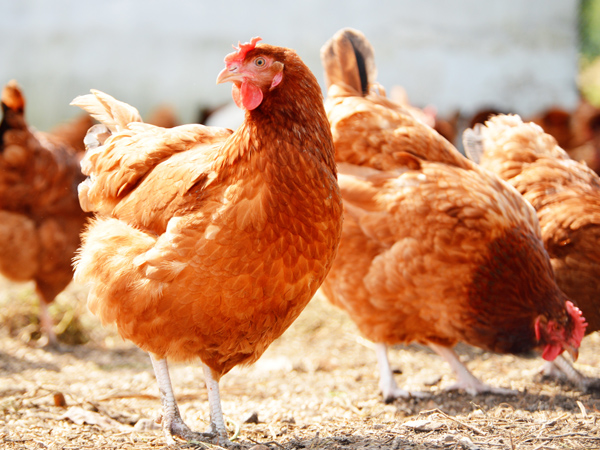 ΢Ԫϵһϵ˫رֳ˫ֵЧӦ