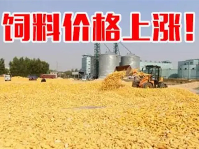 ںϼ۸ٴǣϳҲп࣡ﶬҪԵø