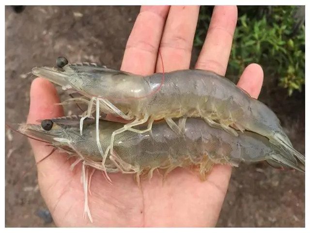 ϺֳʲôʱҪЩϺҪһҪղأ